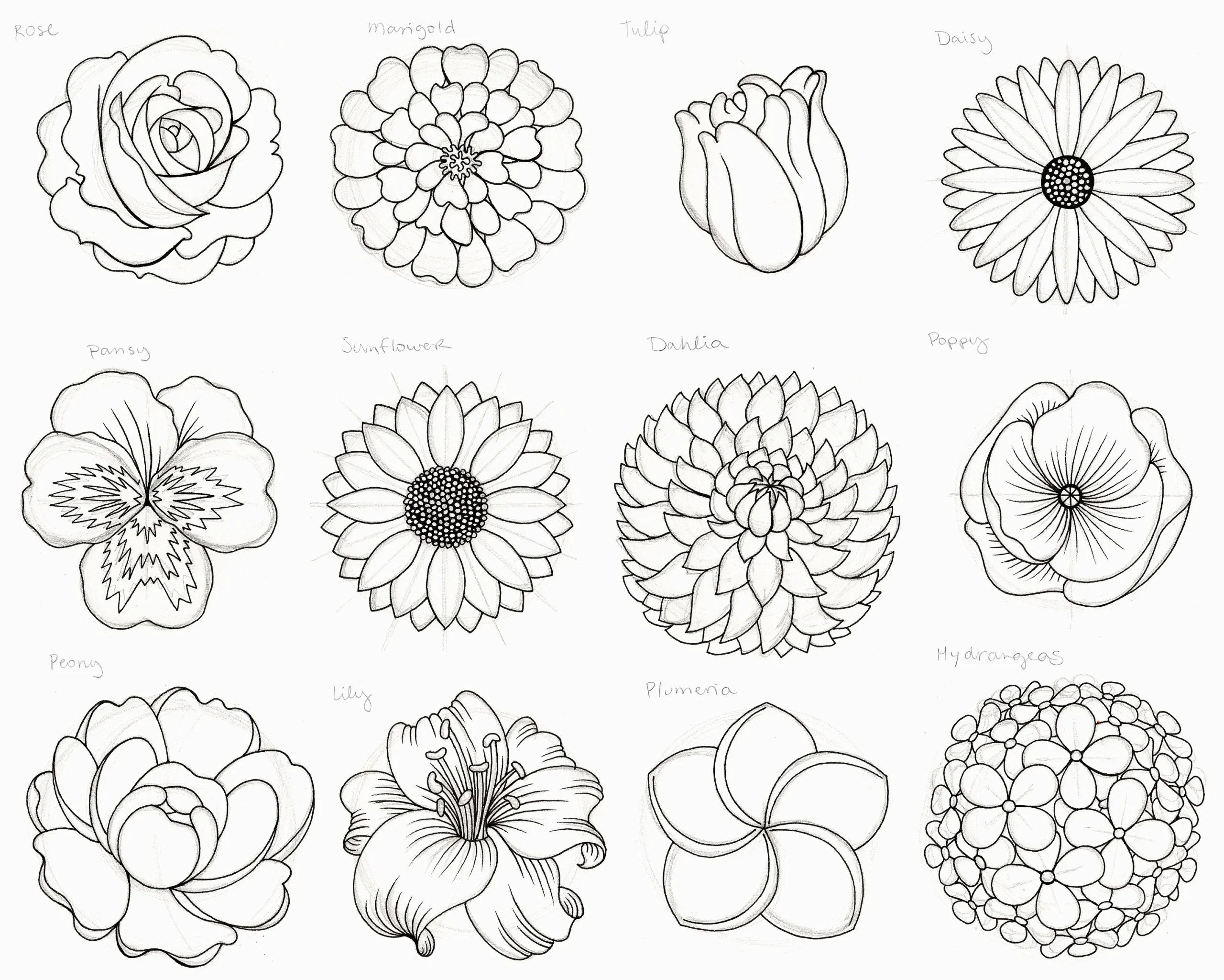 Flower-Sketches